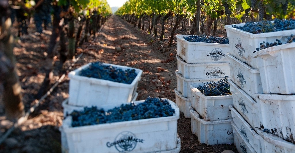 Vendimia en Cousiño Macul, ¿cómo vienen nuestros vinos 2021?