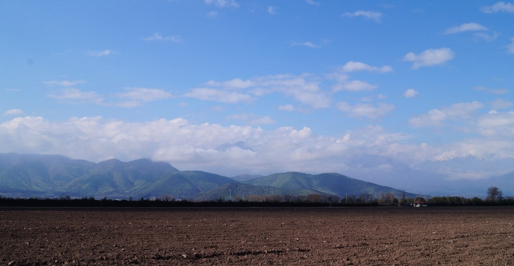 Conoce el nuevo Proyecto de Replantación de Viña Cousiño Macul