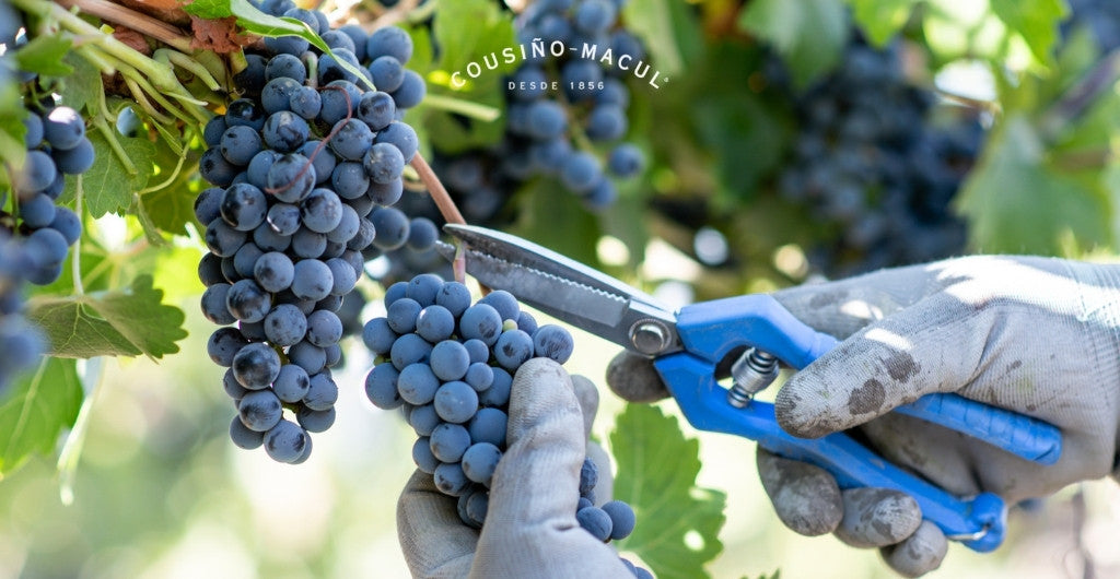 Vendimia 2022: un año de grandes vinos en Cousiño Macul