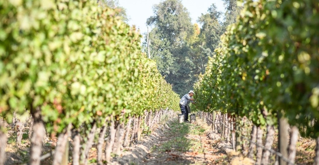 Cousiño Macul recibió certificación por el Código de Sustentabilidad de Vinos de Chile