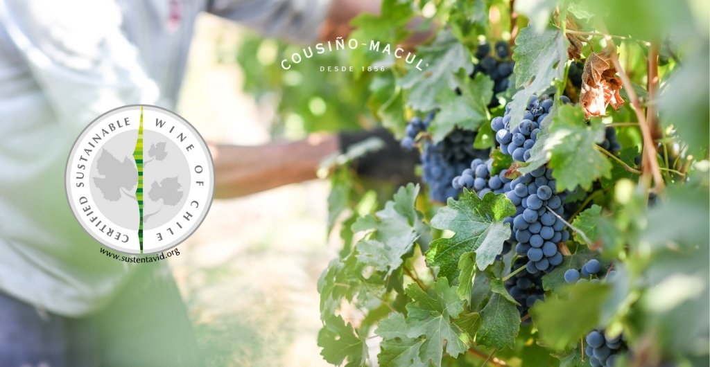 Viña Cousiño Macul celebra una nueva Certificación de Sustentabilidad de Vinos de Chile