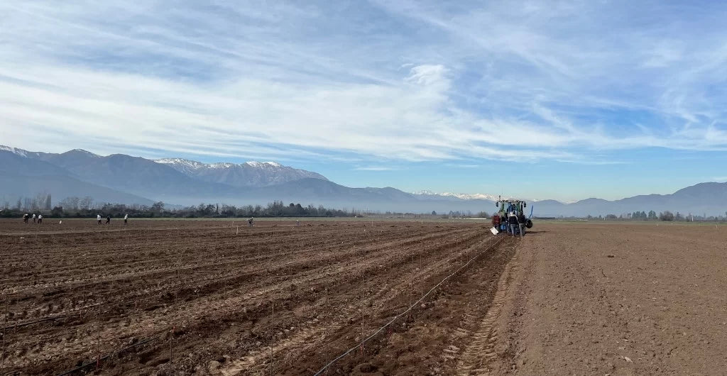 Conoce la plantación de nuestro primer cuartel de Carménère
