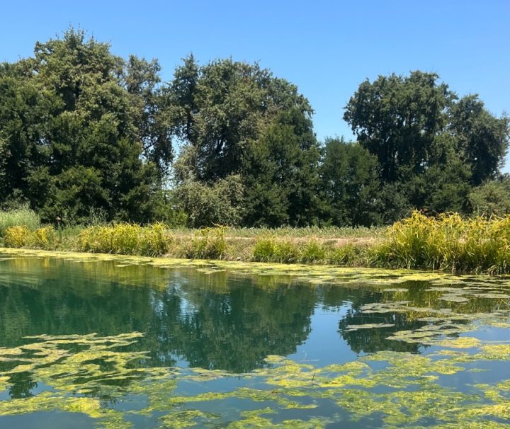 Macul Garden Tours